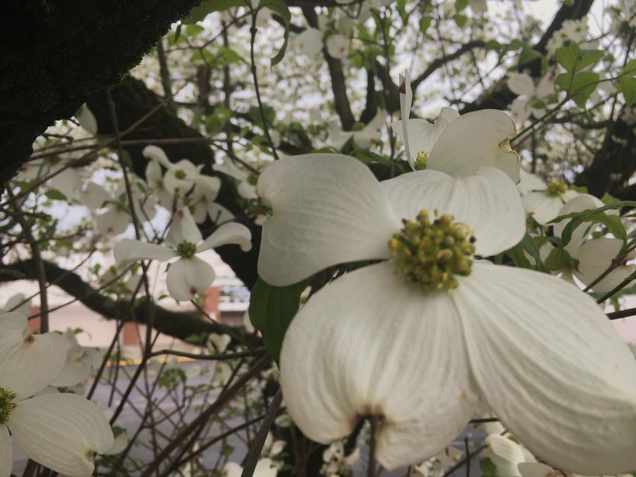 Palm Sunday dogwood blossoms Photograph by Thomas Brewster - Fine Art ...