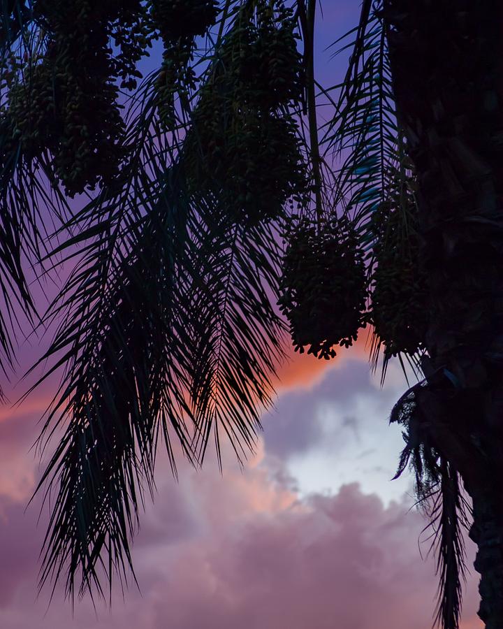 Palm Sunset, Las Vegas Photograph