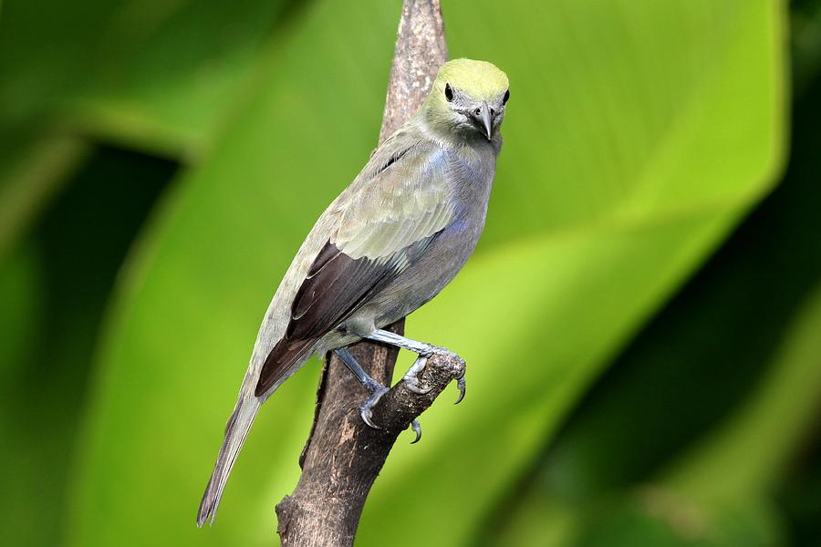 Palm Tanager Green Leaves Photograph