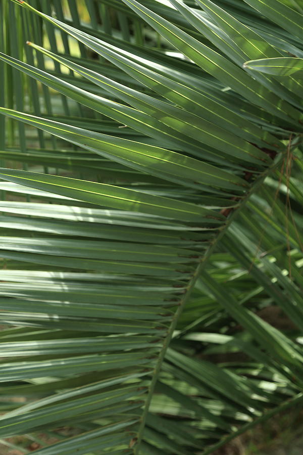 Palm texture Photograph by Maryna Kulchytska - Fine Art America