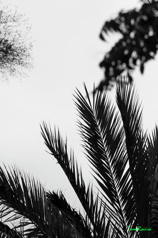 Palm Tree 20210907-365 Photograph by Tomi Rovira