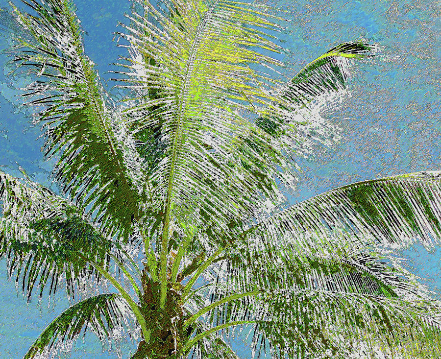 Palm Tree 618 Photograph by Corinne Carroll