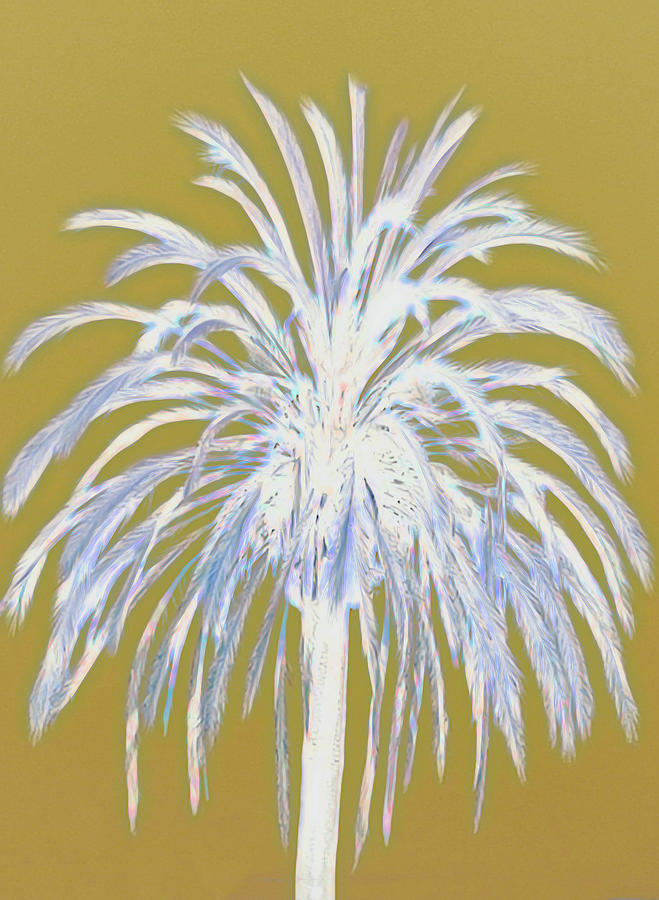 Palm Tree Abstracted Photograph by Roberta Byram