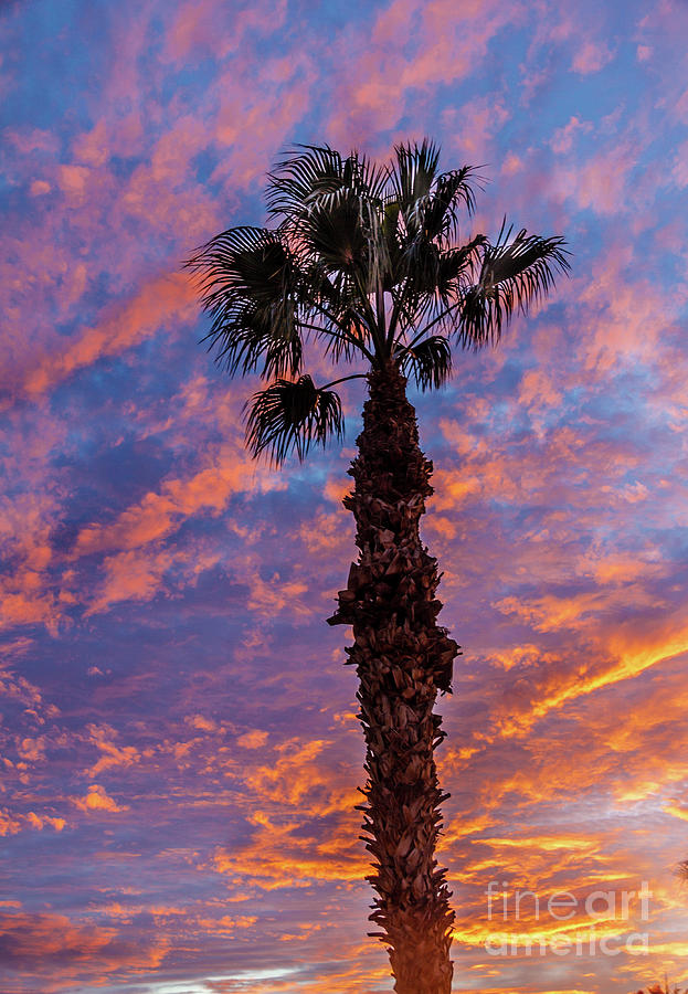 Palm Tree And Beautiful Sunset Photograph by Robert Bales