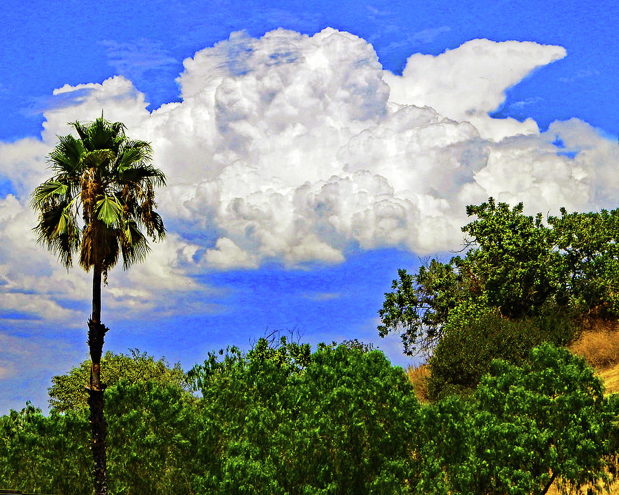 Palm Tree And Clouds Photograph by Andrew Lawrence