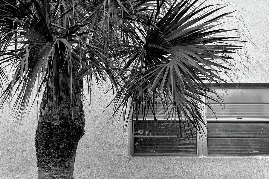 Palm Tree and Condo Window in Black and White Photograph by Alan Goldberg