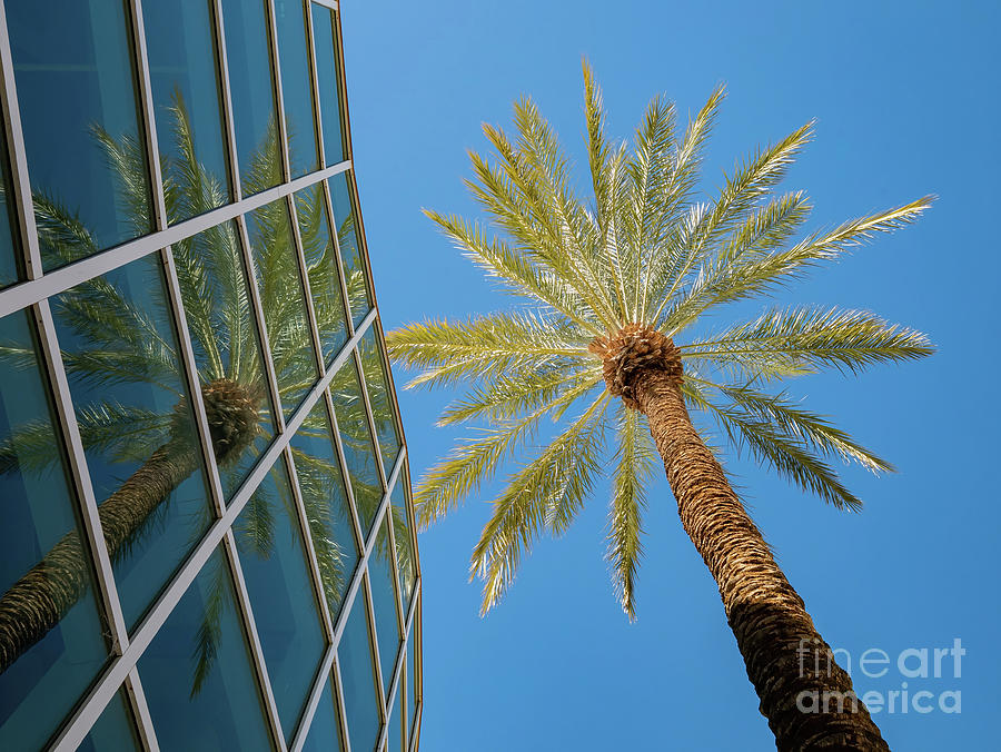 Unlv Photograph - Palm tree and modern building in the campus of UNLV by Chon Kit Leong