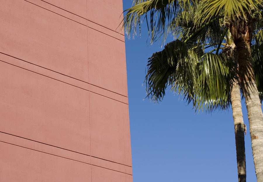 Palm tree and pink wall Photograph by Lyn Holly Coorg