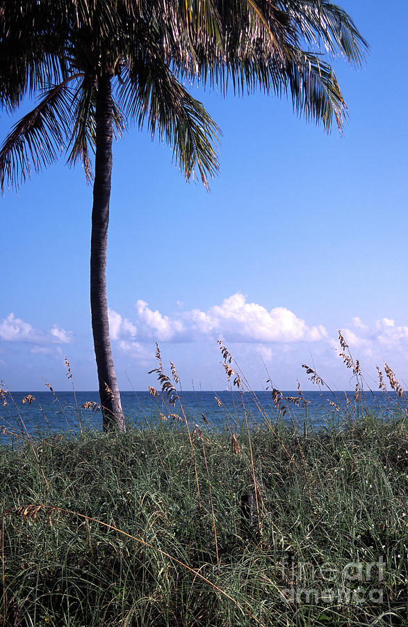 Palm tree and sea grass on the water under blue sky Photograph by William Kuta