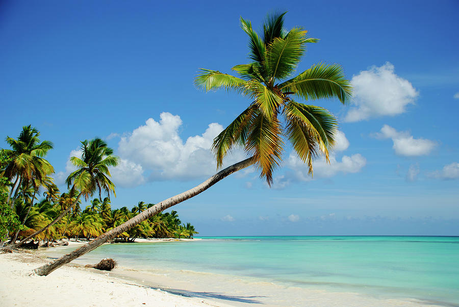 Palm Tree Photograph by Andrea Martinetti - Fine Art America