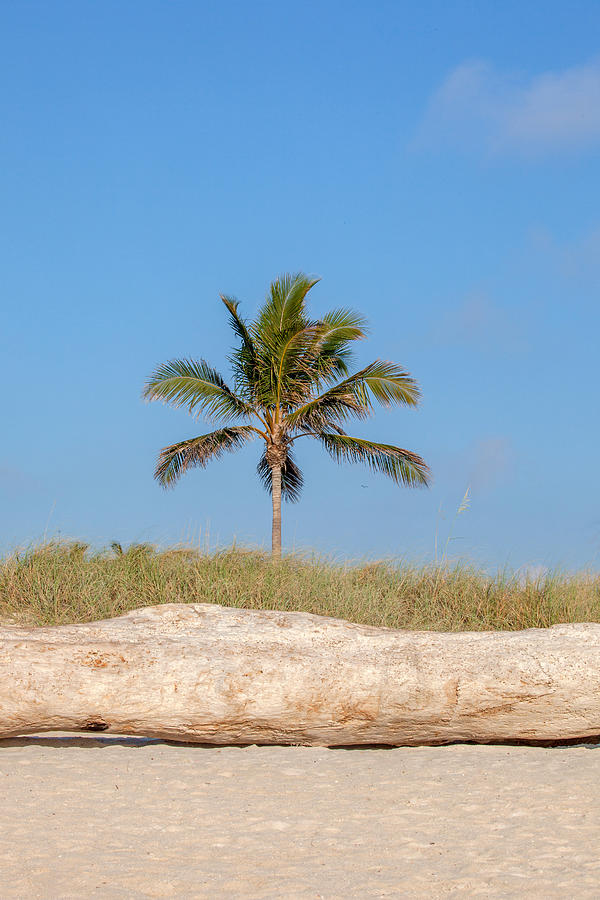 Palm Tree Photograph by Art Block Collections