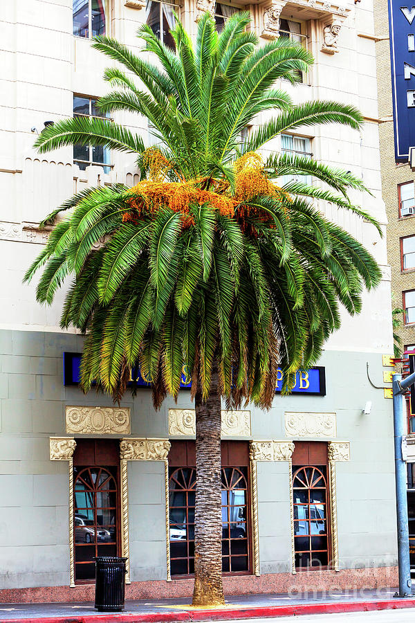 Palm Tree at Hollywood and Vine Photograph by John Rizzuto