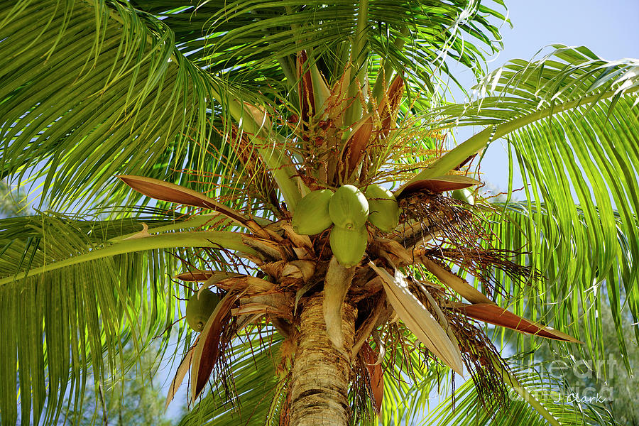 Palm Tree At Kaibo Photograph