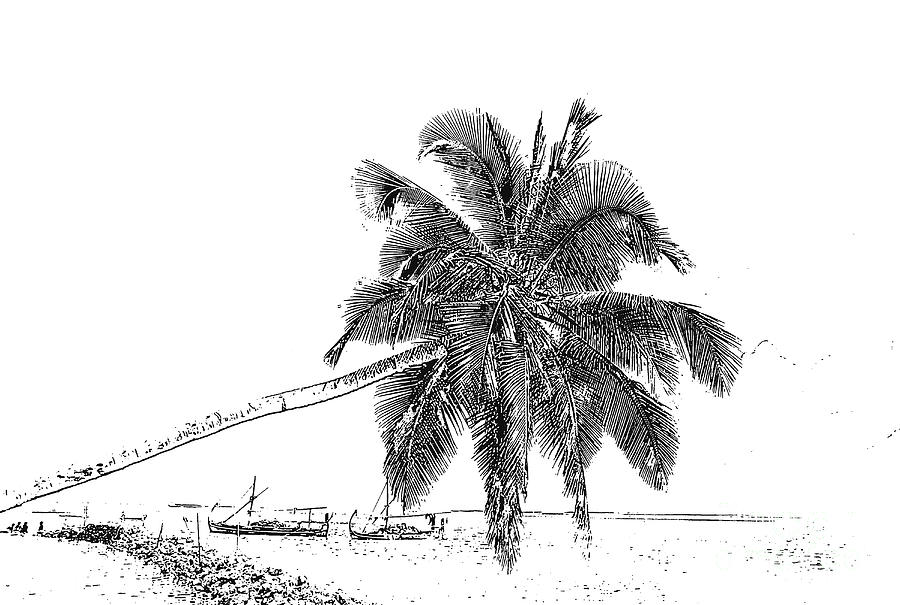 Palm tree at Maldives, image converted to line drawing Photograph by ...