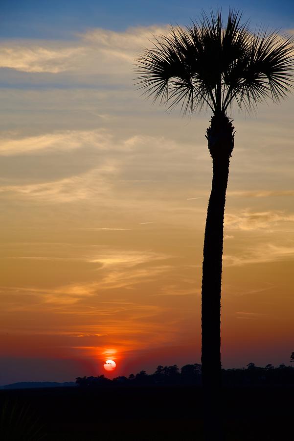 Palm Tree at Sunset Photograph by Dennis Schmidt