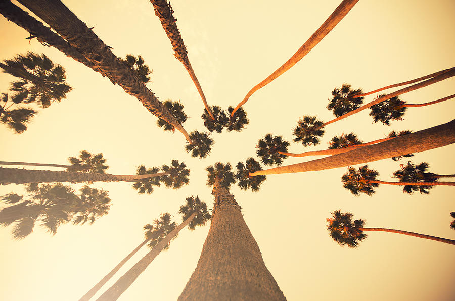 Palm tree at sunset on Beverly Hills, California - USA Photograph by Franckreporter