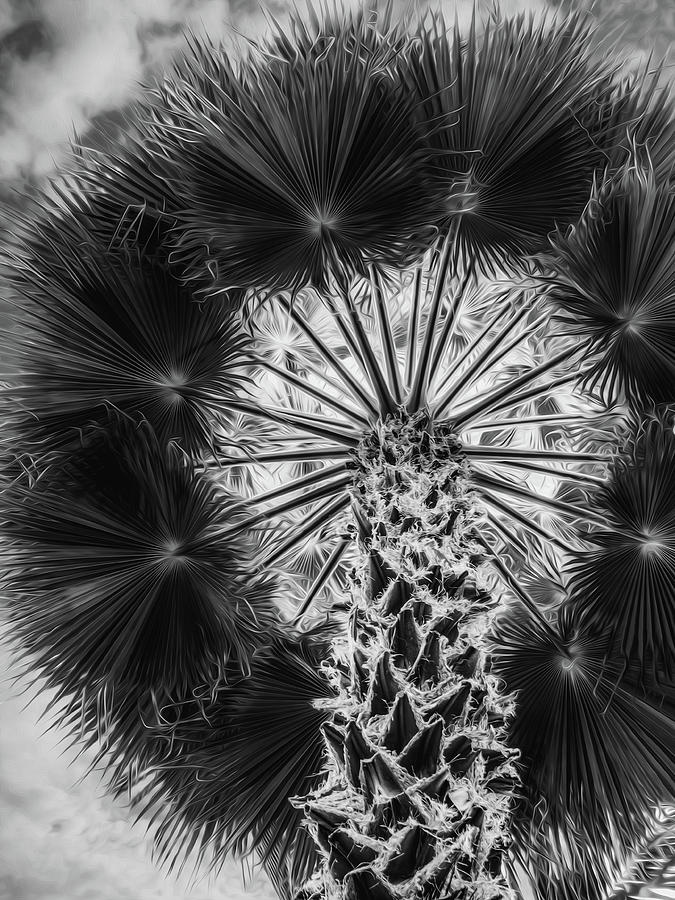 Palm Tree Bw Photograph By J Havnen - Fine Art America