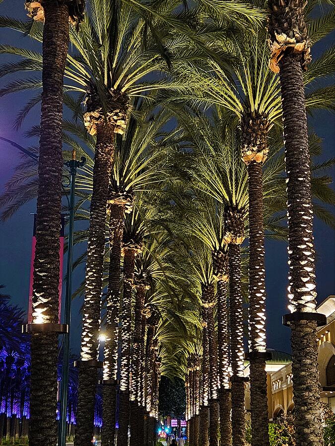 Palm Tree Canopy Photograph by Angela Brunson Palm Tree Canopy Photograph by Angela Brunson