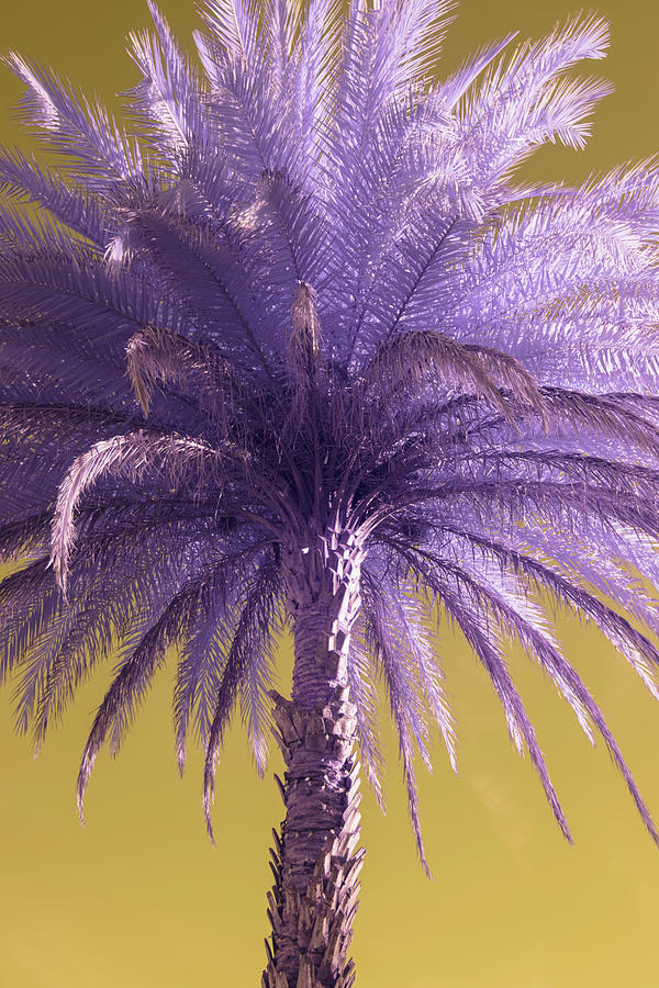 Palm Tree Photograph by Carolyn Hutchins