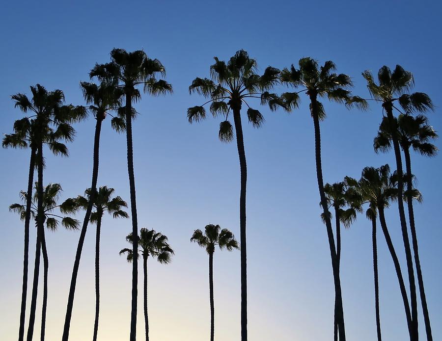 Palm Tree Circle Photograph by Colleen Bartkovich