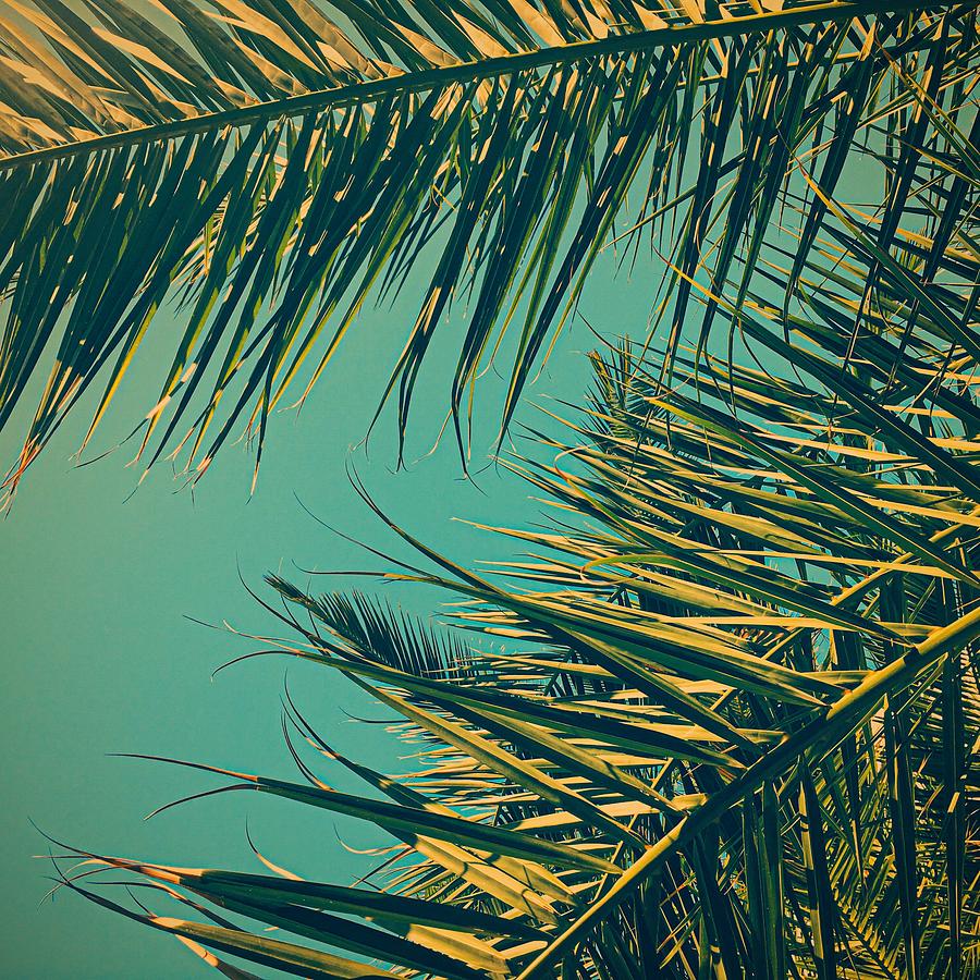 Palm Tree Closeup on a Bright Summer's Day Photograph by Febraio Studio ...