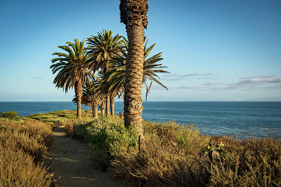 Palm Tree Coastal View Photograph by Craig Brewer