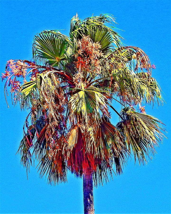 Palm Tree Crown Photograph by Andrew Lawrence