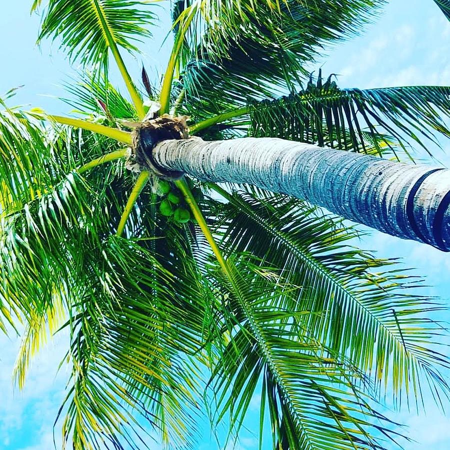 Palm tree in Key West Digital Art by Elizabeth Powers
