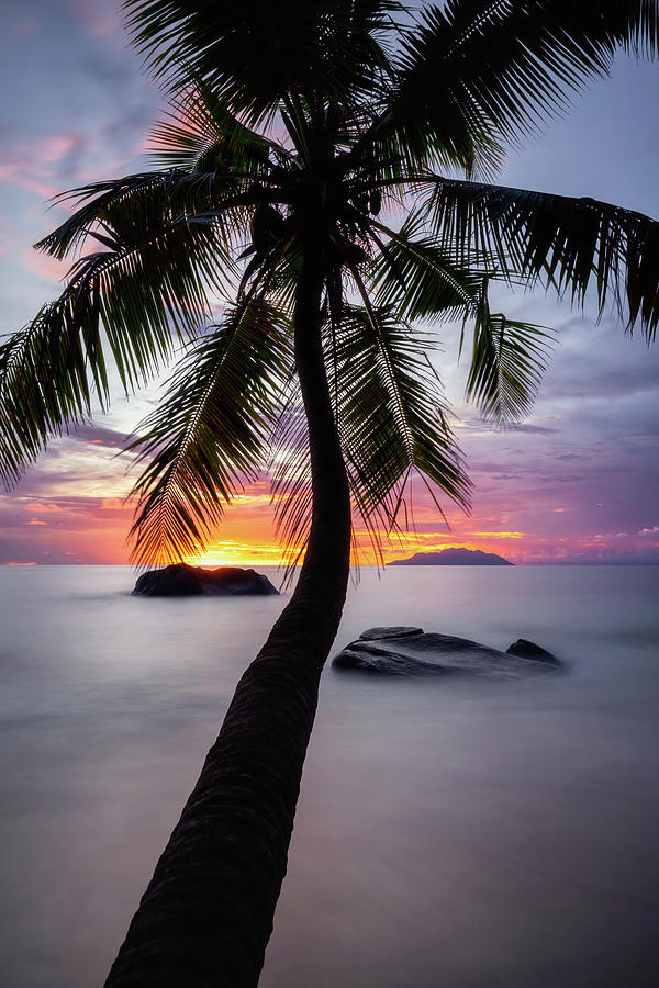 Palm tree Photograph by Erika Valkovicova