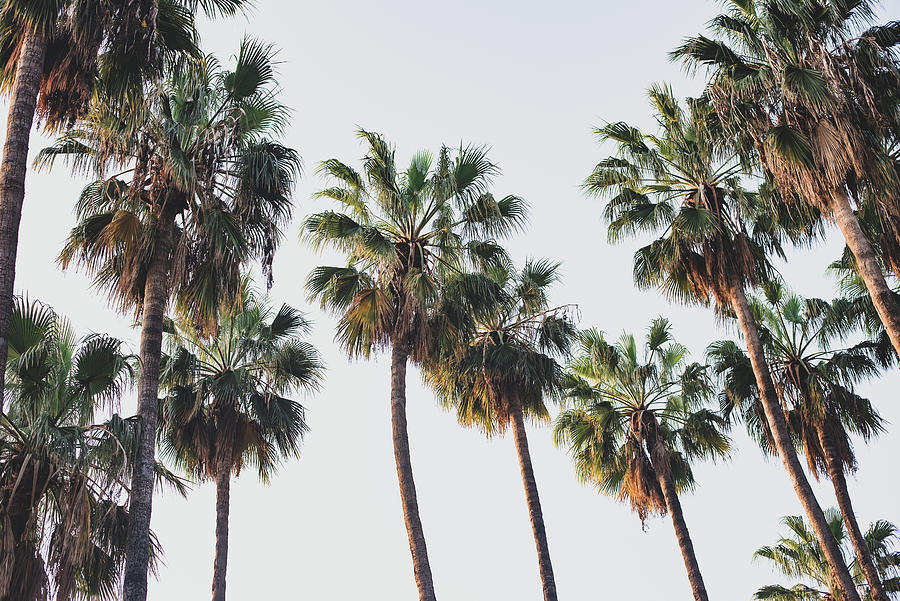 Palm tree family Photograph by Bar fredi Mor - Fine Art America