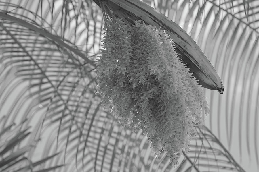 Palm tree flower in bloom Photograph by Alan Goldberg