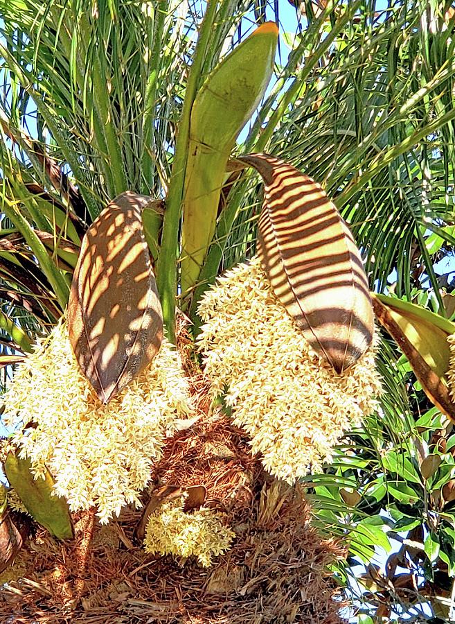 Palm Tree Flowers and Pods Photograph by Sharon Williams Eng