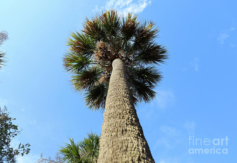 Palm Tree from Below 0731 Photograph by Jack Schultz