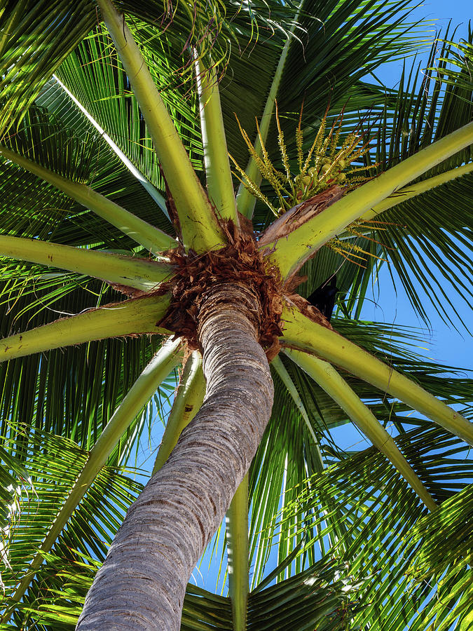 Palm Tree from Below Photograph by Rob Huntley