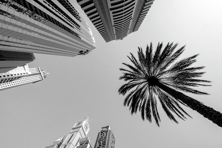 Palm Tree From Below Photograph by Stuart Allen