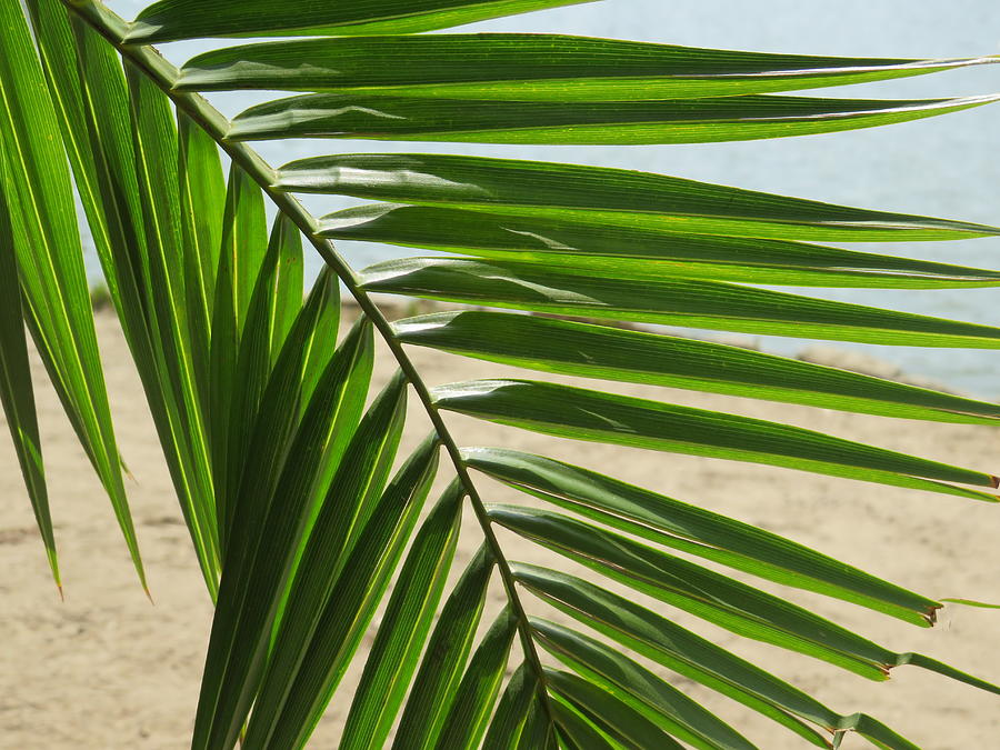 Palm Tree Frond Photograph by Raymond Fernandez