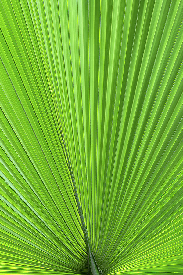 Nature Photograph - Palm Tree Green Leaf Natural Pattern by Artur Bogacki