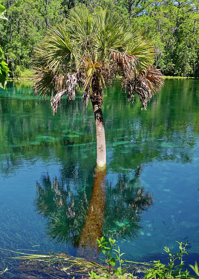 Palm Tree Growing In Water Photograph by Sally Weigand