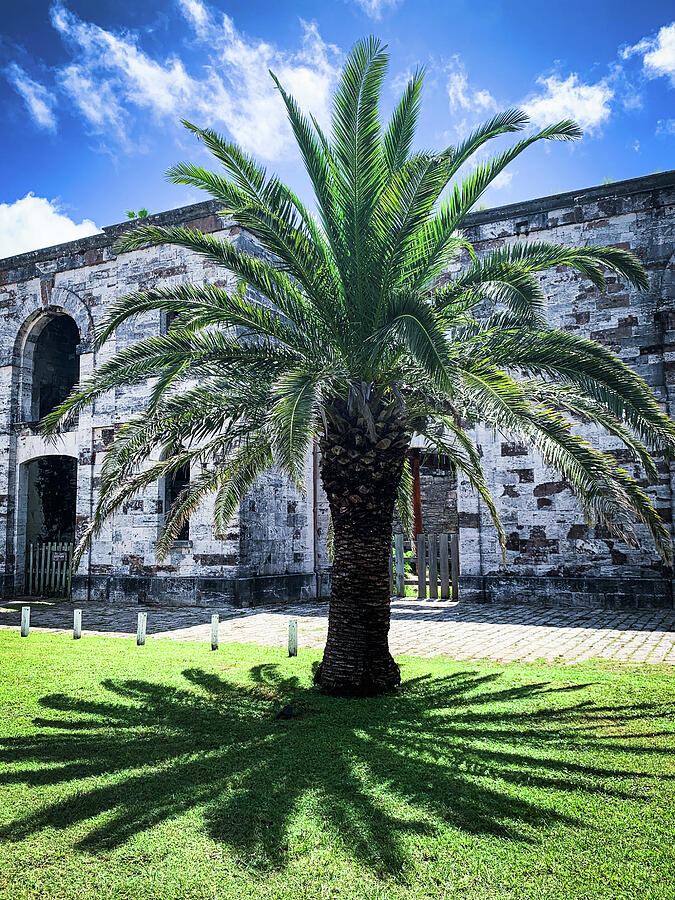 Palm Tree in a Fort Photograph by Jim Feldman