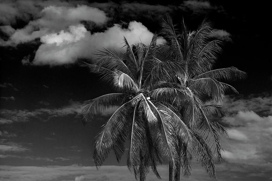 Palm Tree in Black and White Photograph by Brigitta Diaz