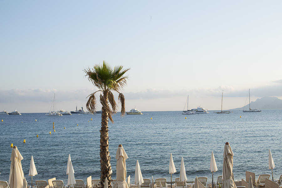 Palm tree in front of Cannes beach and its sun shade Photograph by Jean-Marc PAYET