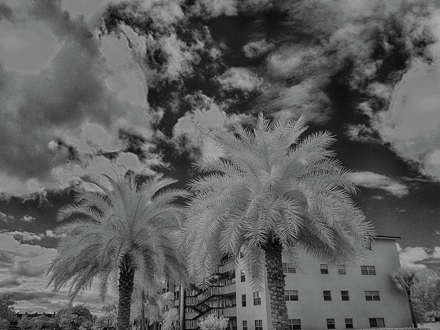 Palm Tree in infrared black and white Photograph by Alan Goldberg