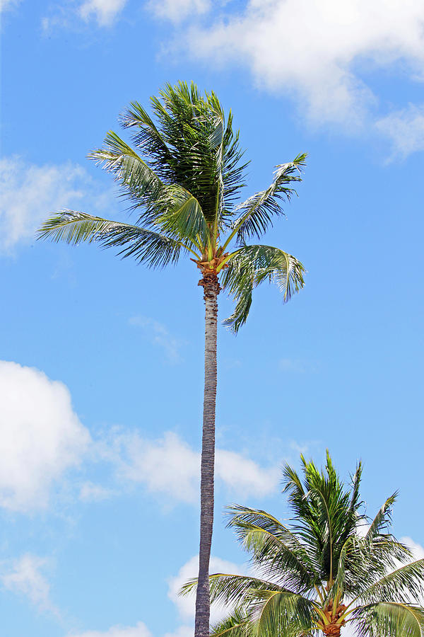Palm Tree In Oahu Photograph