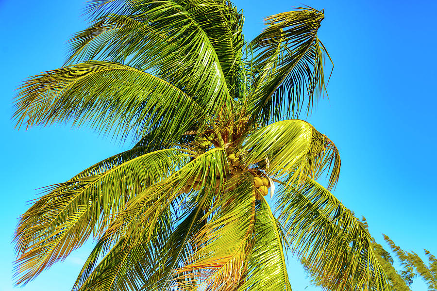 Palm Tree in the Bahamas Photograph by AE Jones