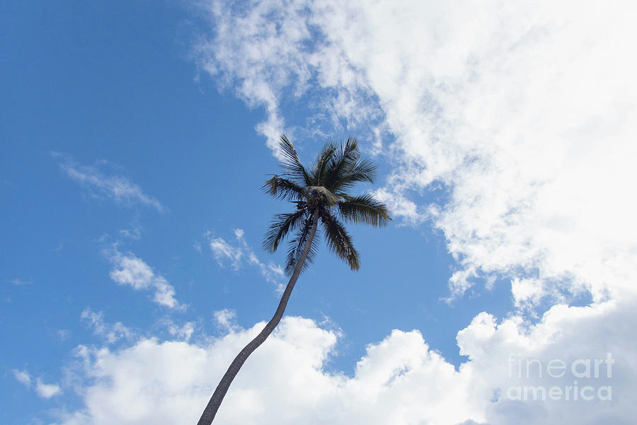 Palm Tree in the Clouds Photograph by Beachtown Views