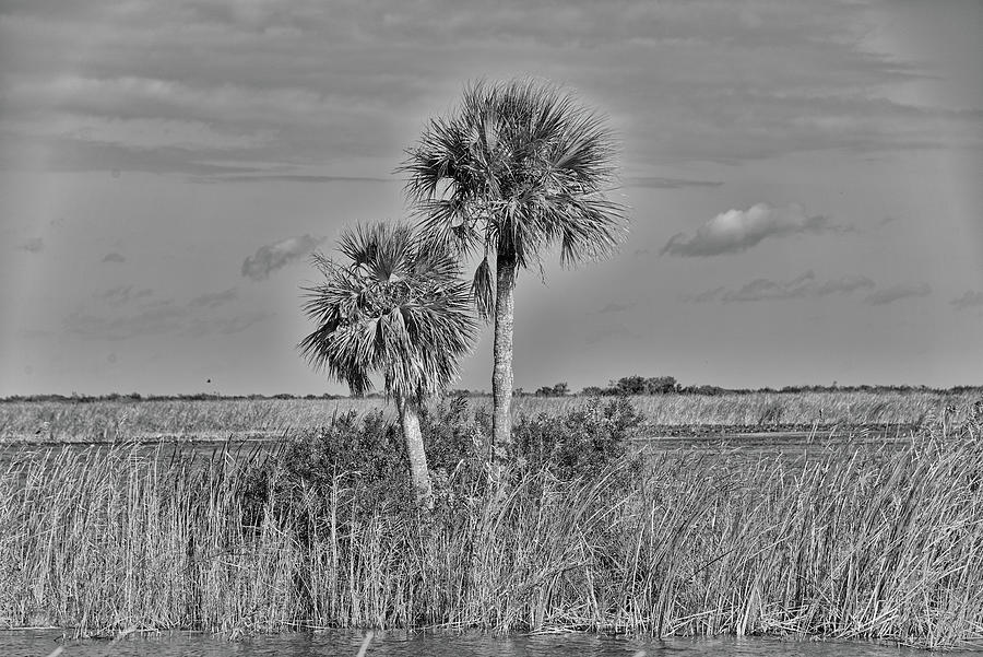 Palm Tree in the Everglades Photograph by Alan Goldberg