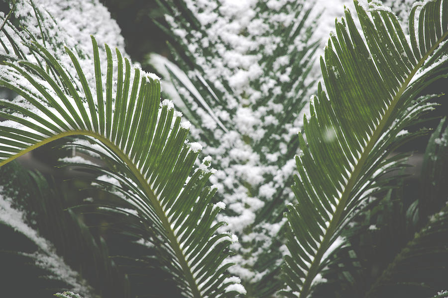 Palm tree in the snow Photograph by Fabrizio Troiani