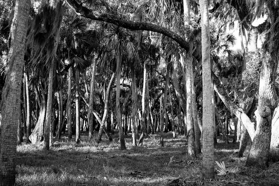 Palm Tree Jungle Photograph by Robert Wilder Jr