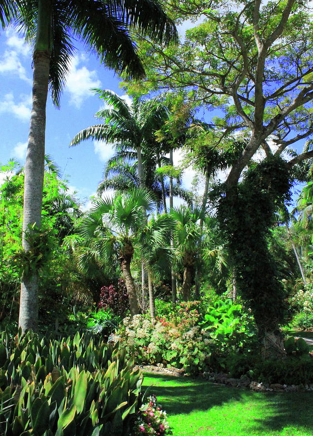Palm Tree Landscape 1 Photograph by Christopher J Kirby