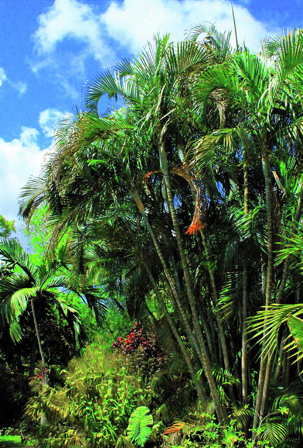 Palm Tree Landscape 2 Photograph by Christopher J Kirby